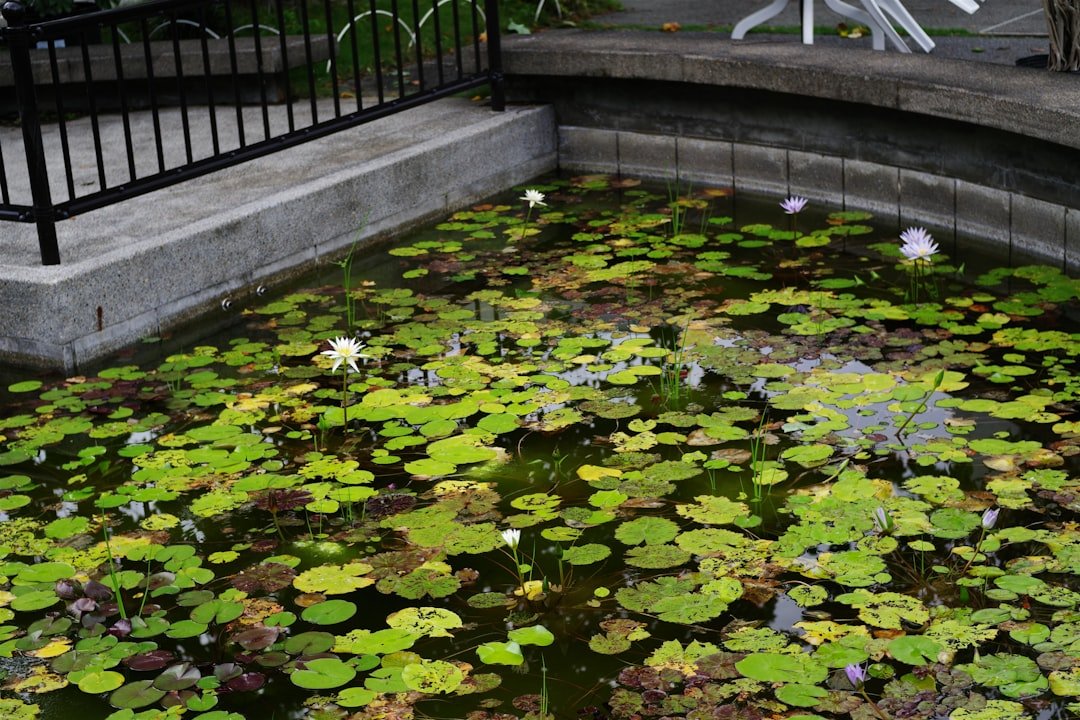 A pond filled with lots of green water lilies