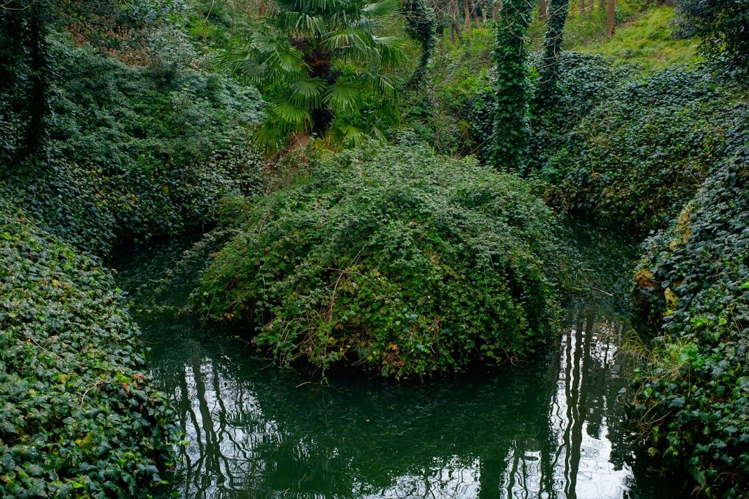 a small pond surrounded by trees and bushes