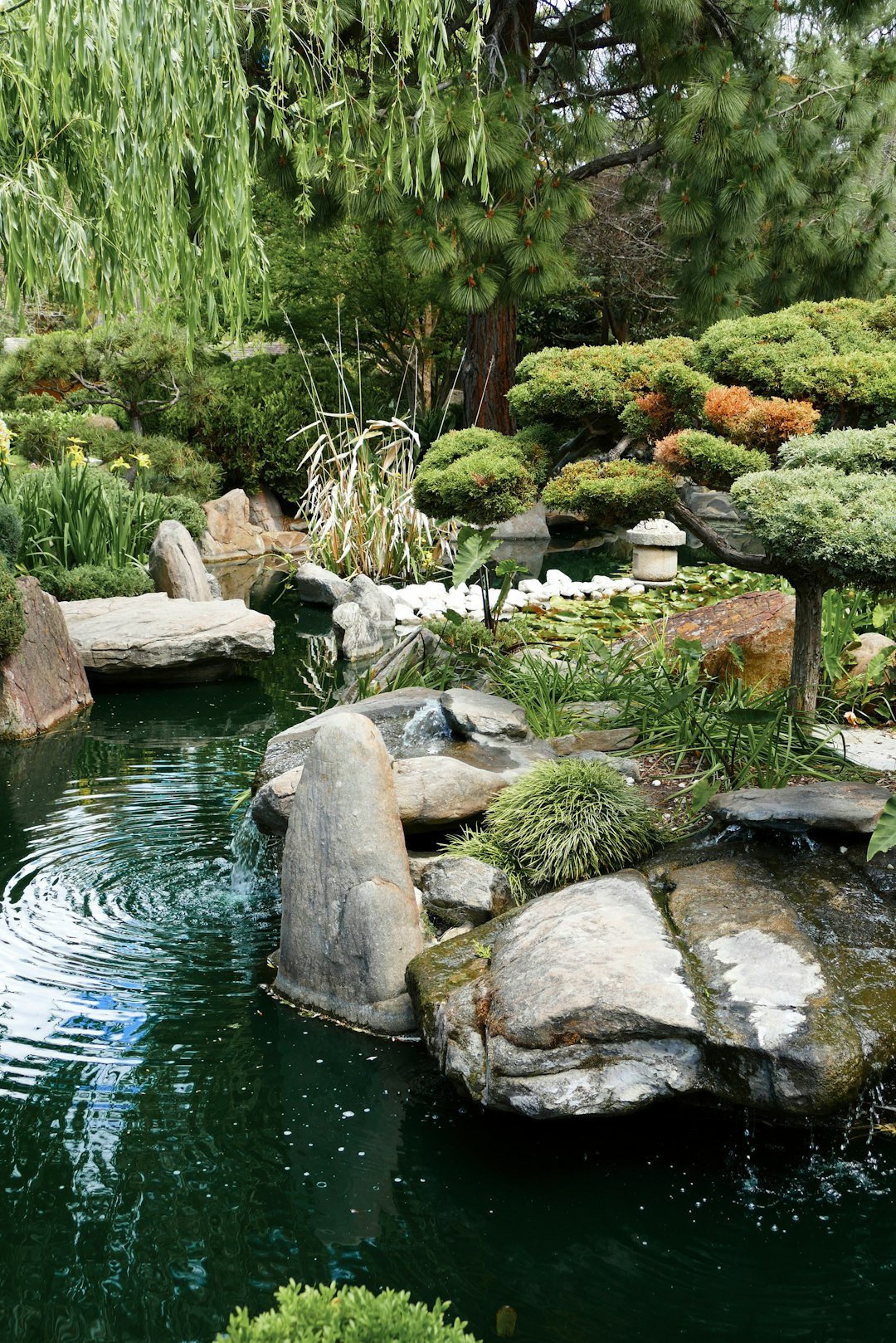 A pond with rocks and plants in it