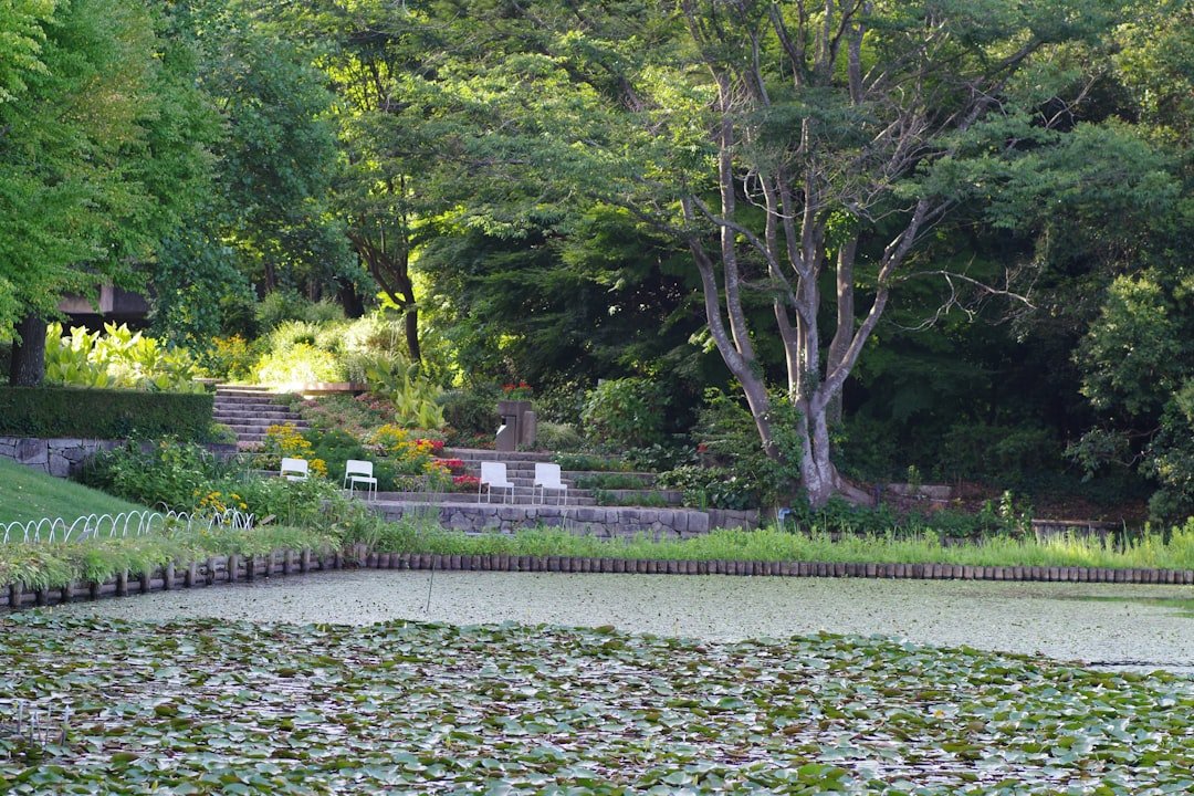 A pond filled with lots of water lilies