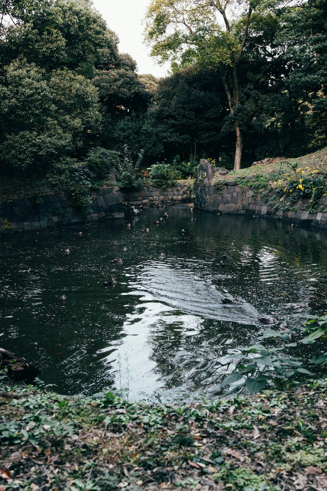 A serene pond reflects surrounding greenery.