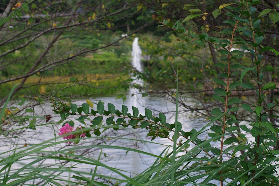 A pink flower sitting on top of a lush green field