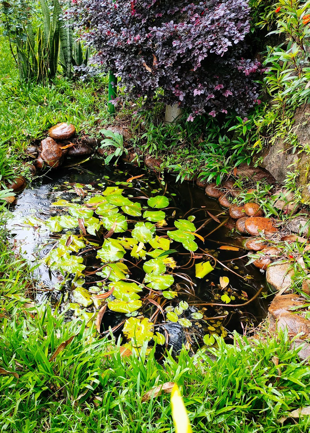 A small pond in the middle of a garden