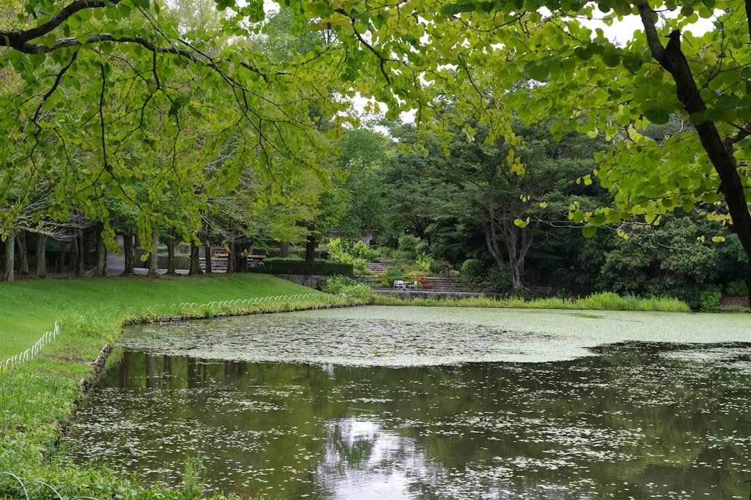 A pond in the middle of a lush green park