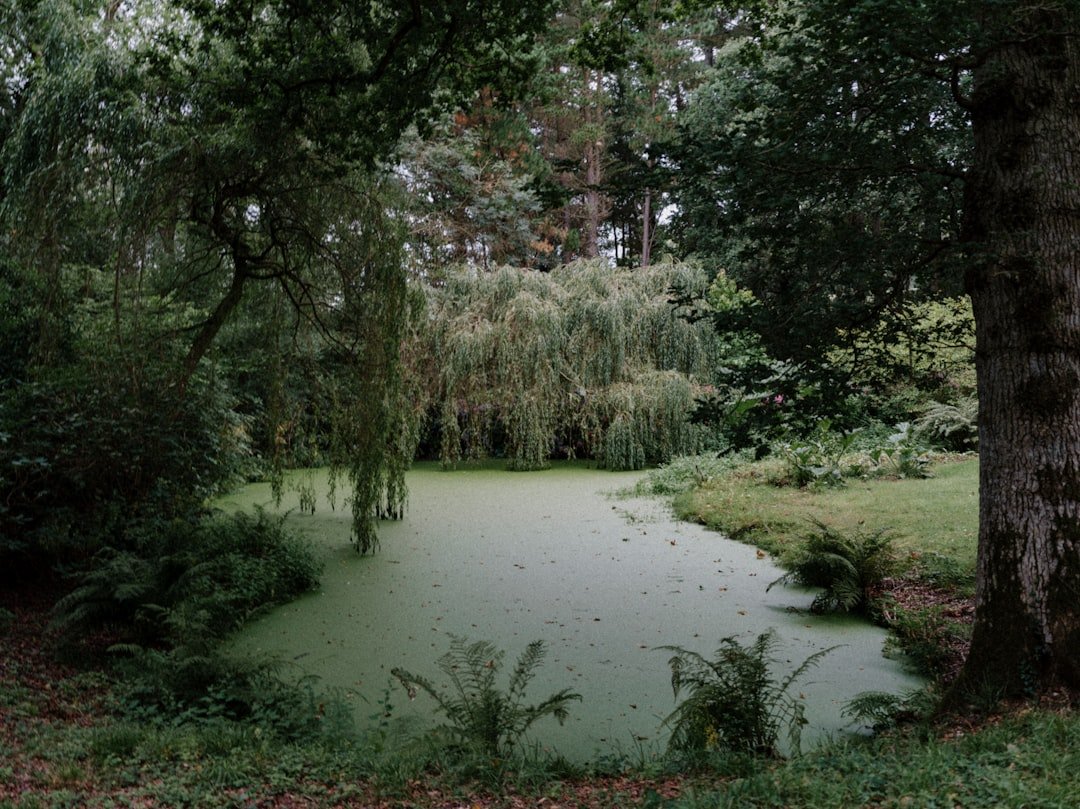 a pond surrounded by trees in a forest
