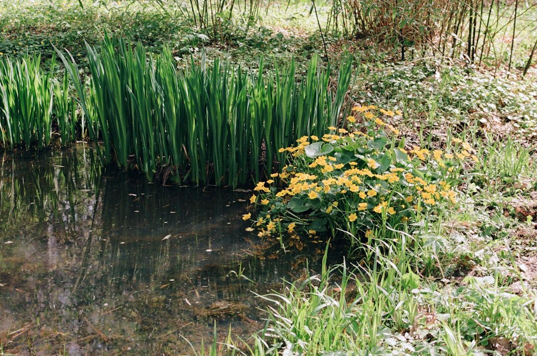 A small pond surrounded by grass and flowers