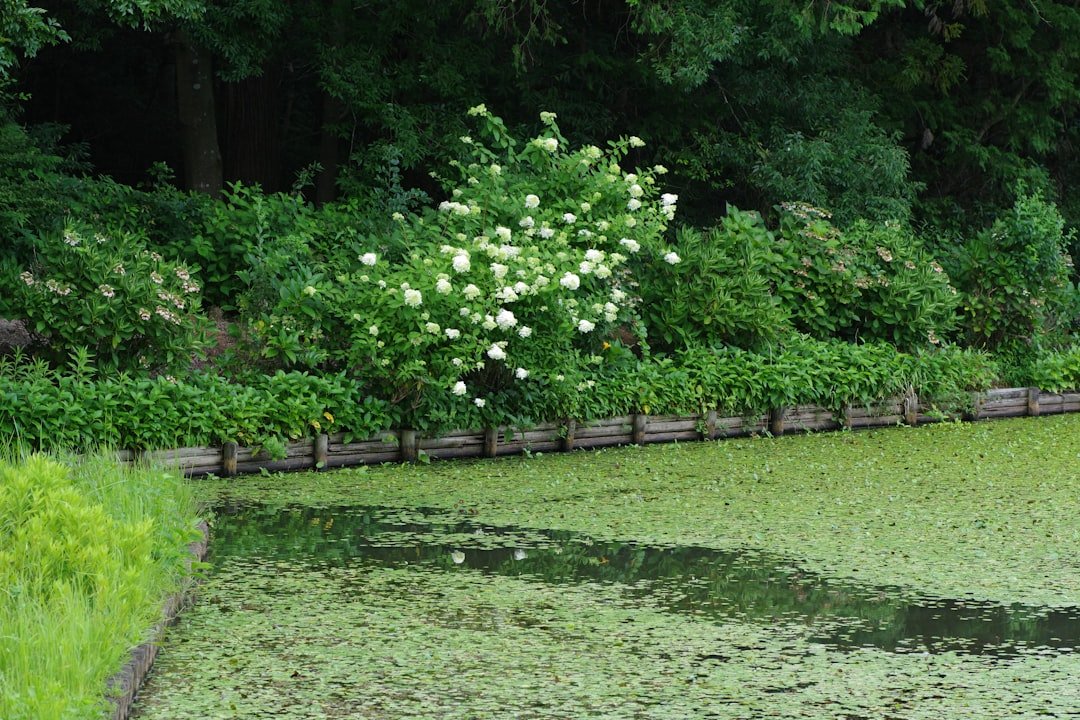 A pond filled with lots of green plants next to a forest