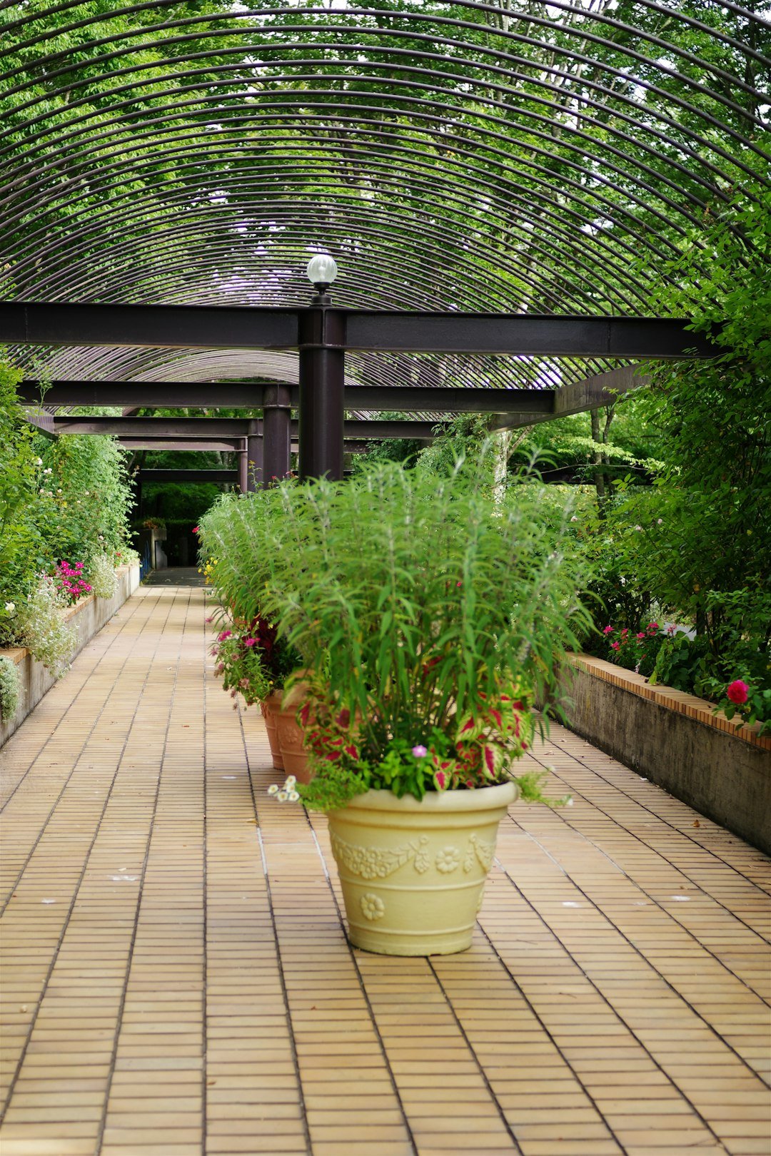A walkway in a garden filled with lots of plants