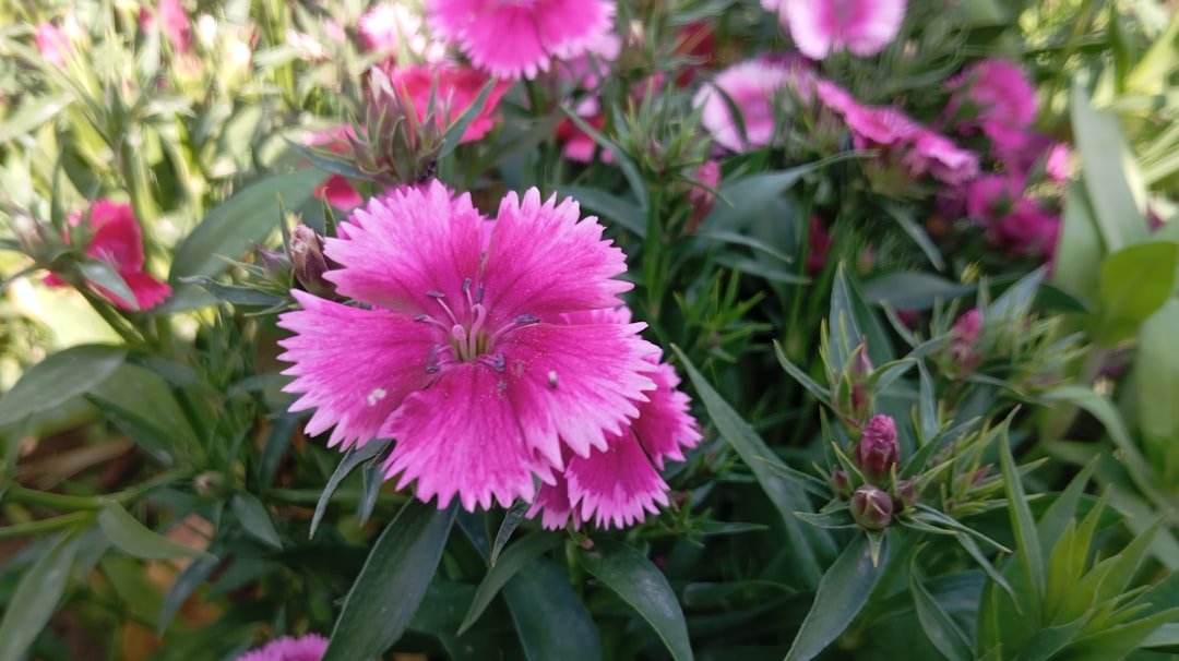 a bunch of pink flowers in a garden