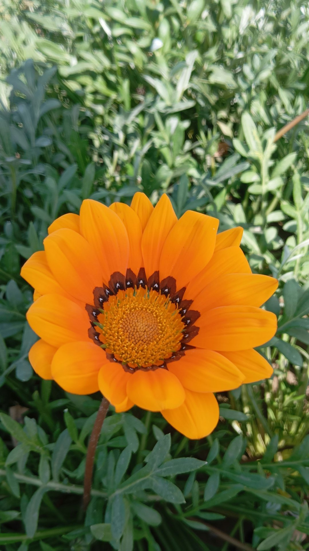 a bright orange flower in the middle of a field