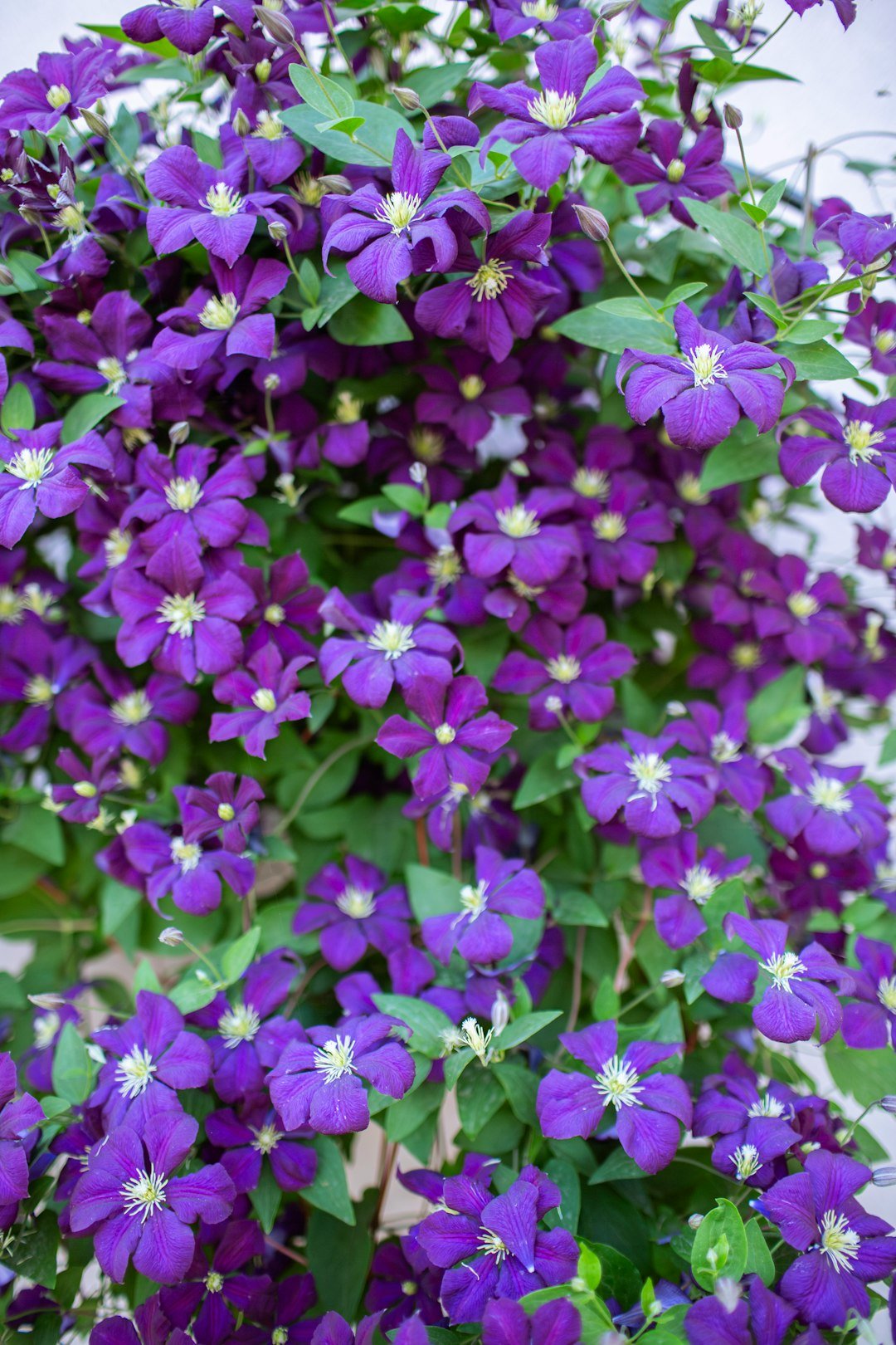Beautiful purple clematis flowers in full bloom.