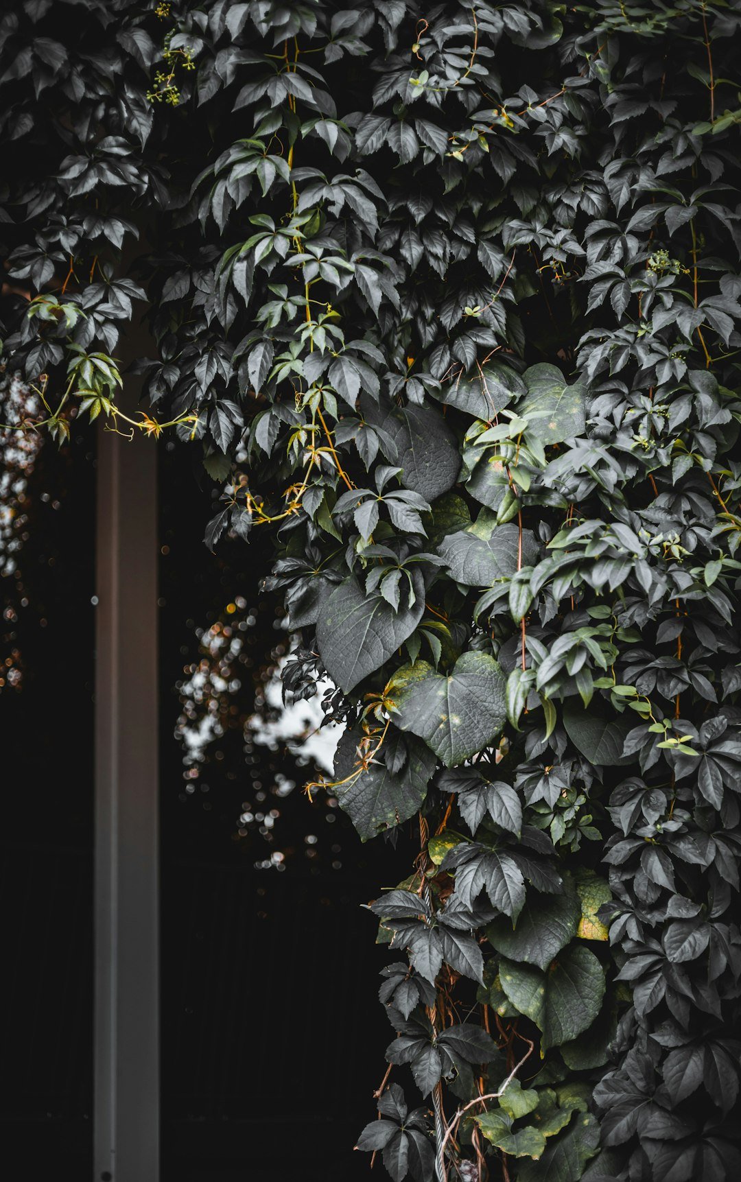 a tree with leaves