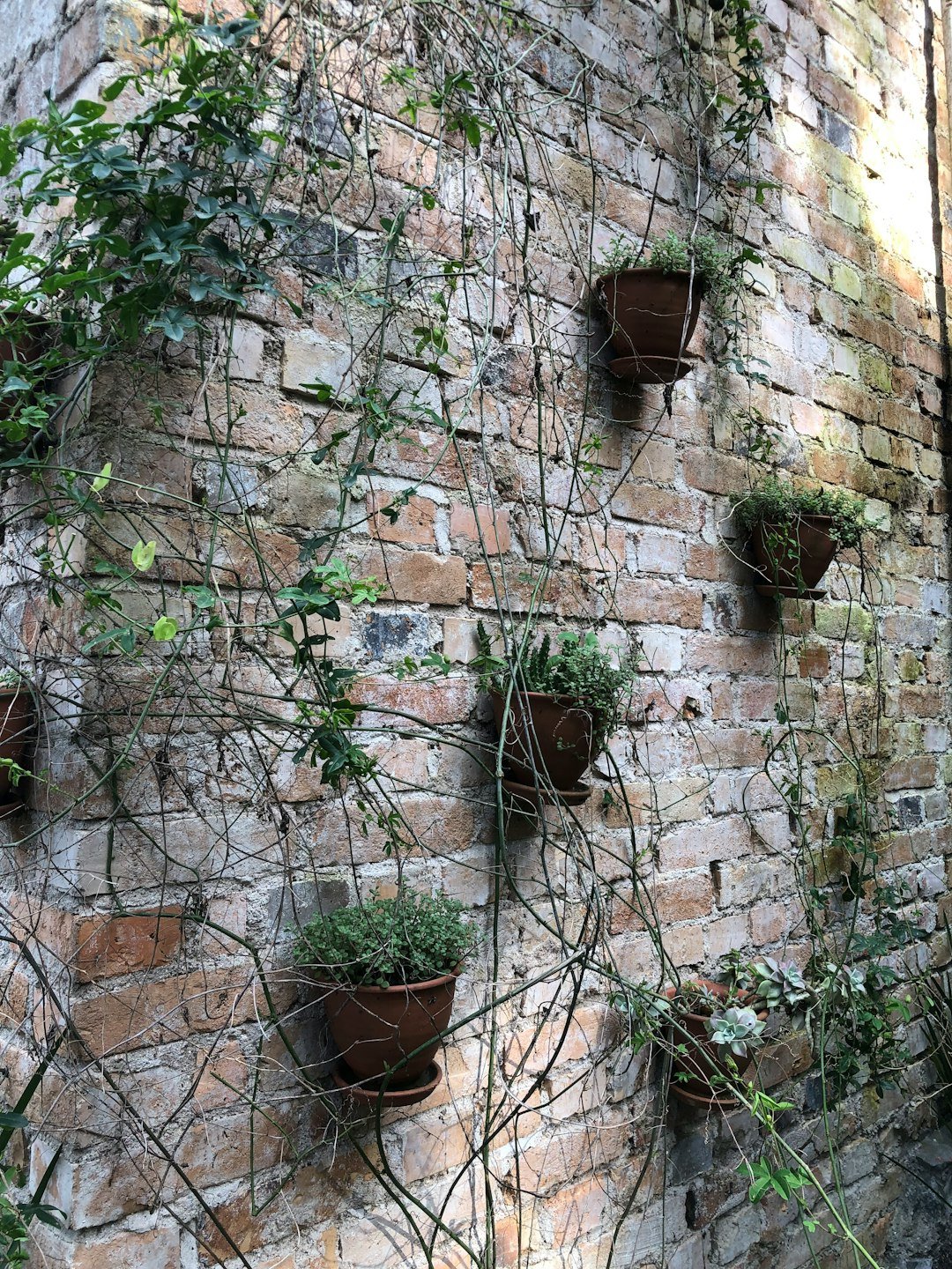 a group of potted plants on a brick wall