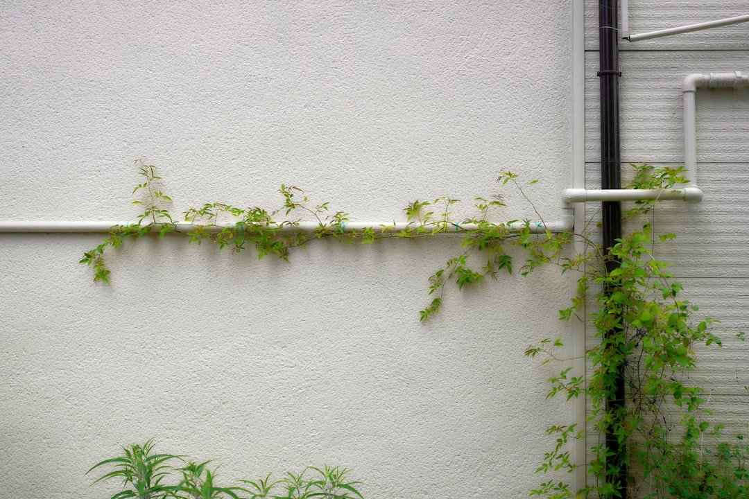 A white building with vines growing on the side of it