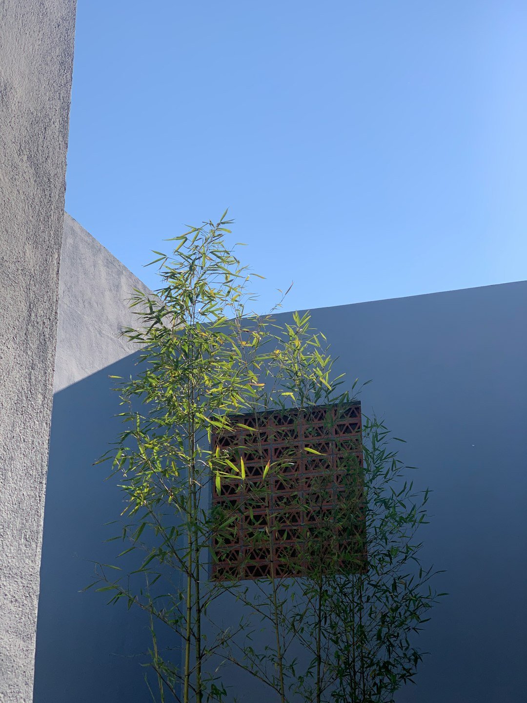 a tall bamboo tree in front of a blue wall