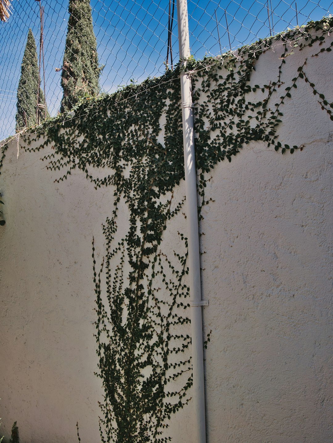 vines growing on the side of a fence