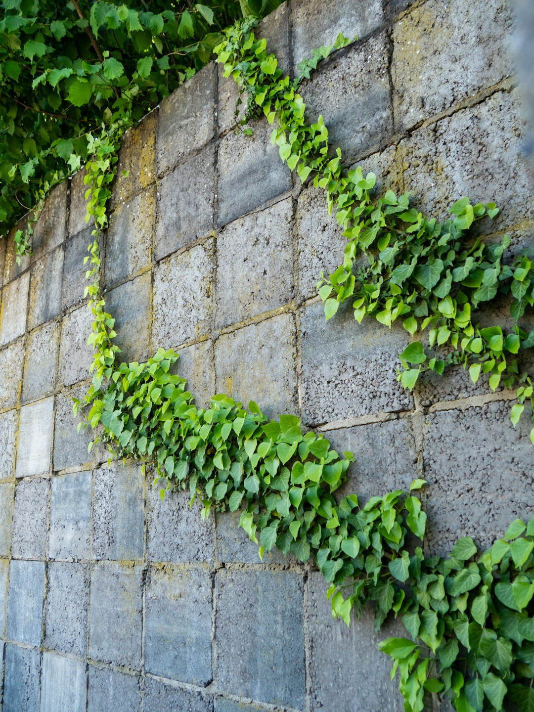 Green vines grow on a gray brick wall.