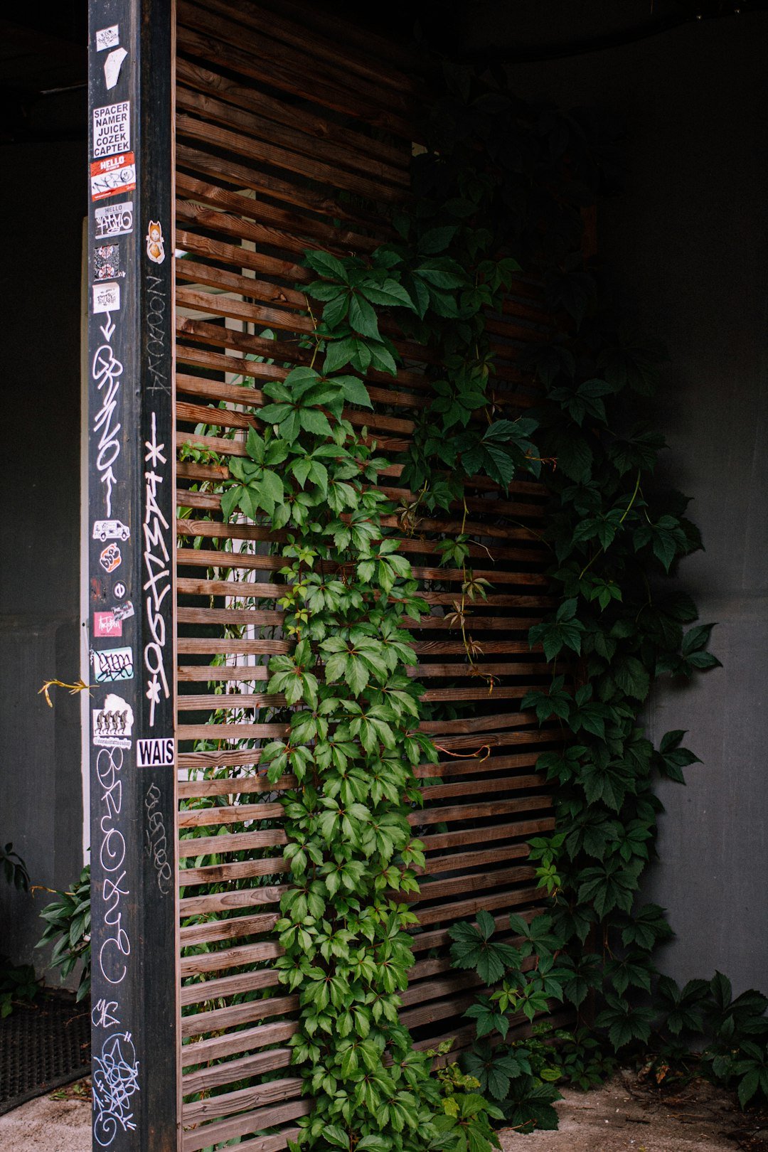 green plant on black wooden fence