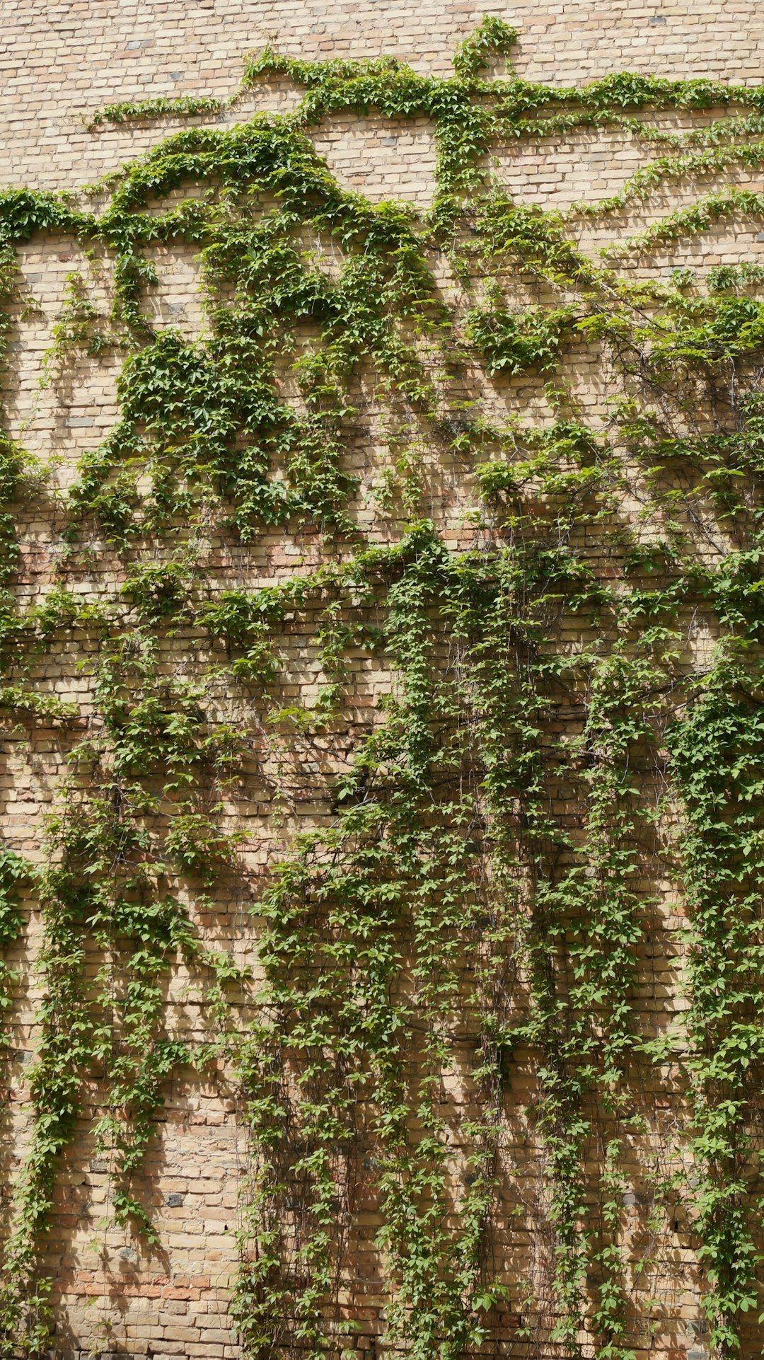 a brick wall with vines growing on it