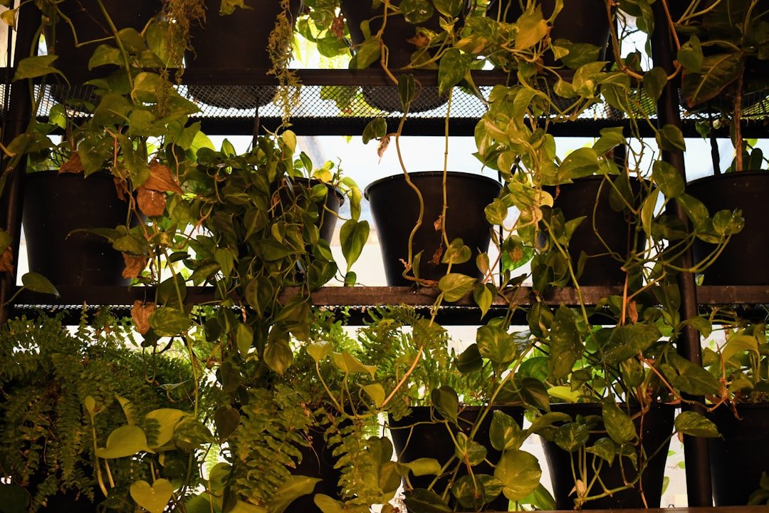 Plants cascading from pots on a rack.