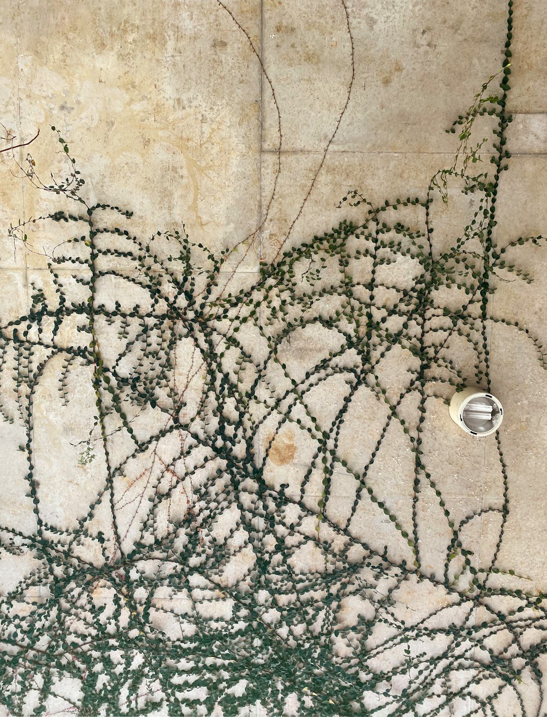 A bunch of vines that are on the side of a wall