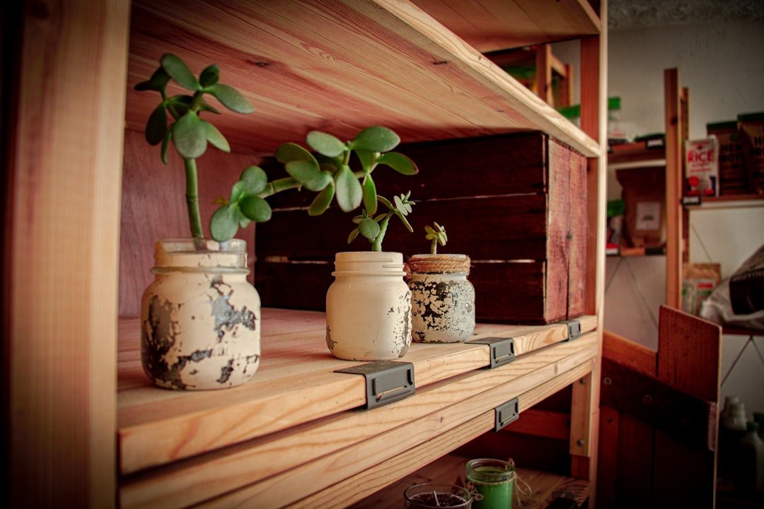 three jars with plants in them on a shelf
